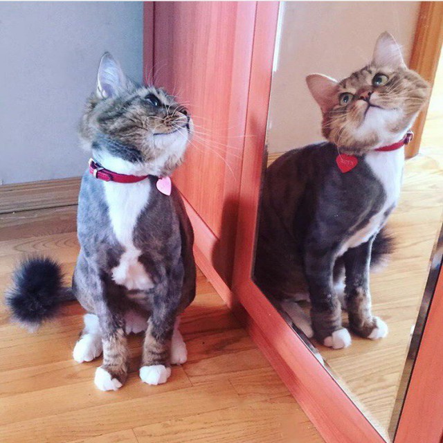 Коты и Кошки