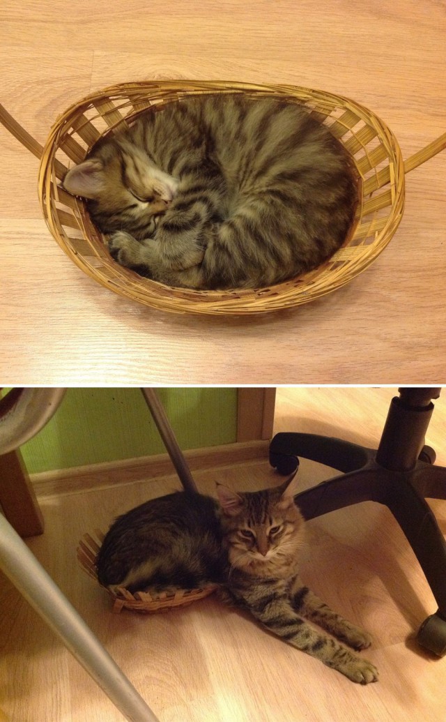 Коты и Кошки