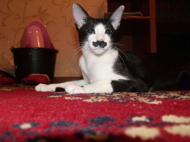 Коты необычного окраса