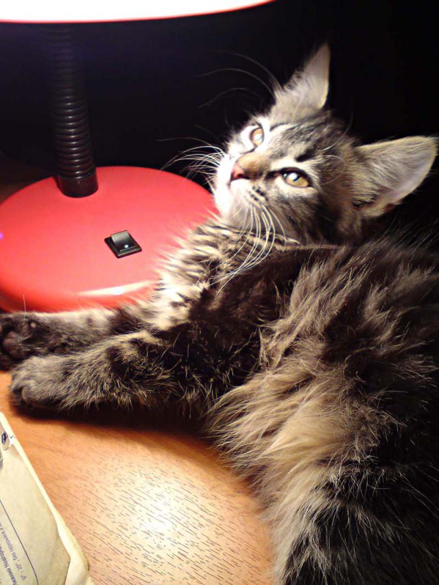 Котовторник 19.09.2017