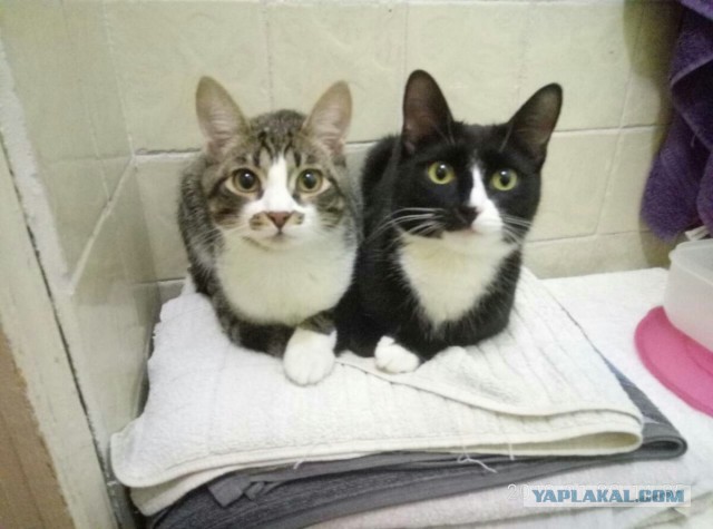 Котовторник  23.01.2018