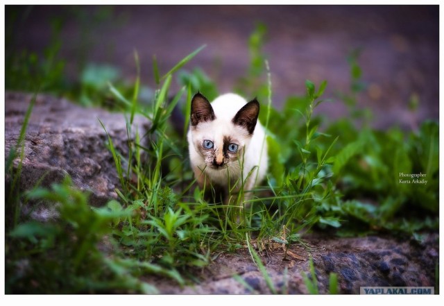 Котятовторник