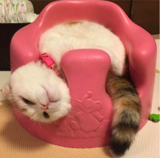 Прикольных котов пост