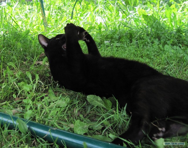 Котовторник с Кузей