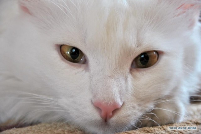 Сонный Котовторник