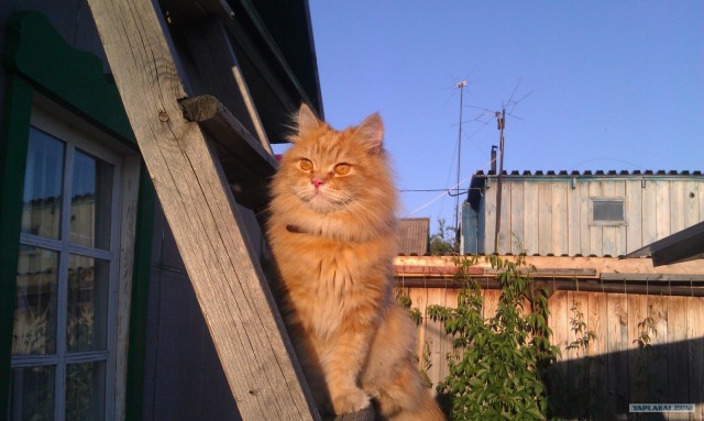 Котовторник (07.02.2012)