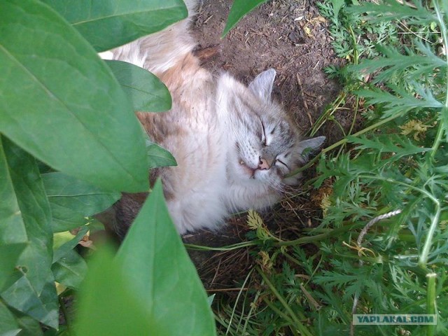 Котовторник 27.03.2012
