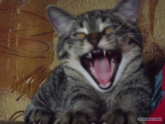 Котовторник 03 07 2012