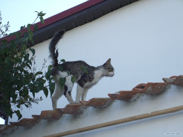 Котовторник 31.07.2012 г.