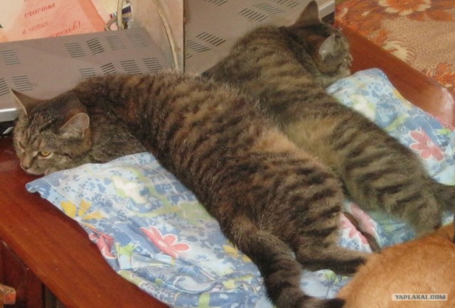 Котовторник 29.01.2013