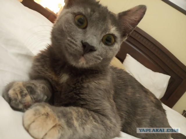 Отданные даром. К котовторнику