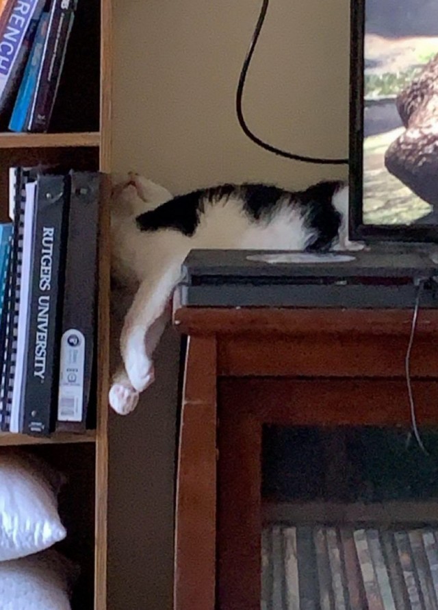 Котовторник 03.03.2020
