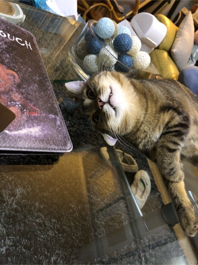 Всех с праздничком, но про котовторник не забываем))