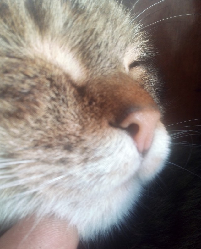 Котовторник!