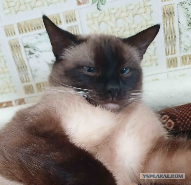 Котовторник же уже наступил?