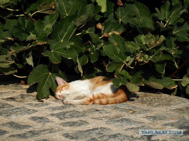 Лучшие в мире котлеты