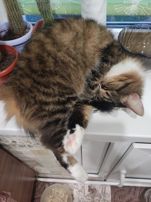Котовторнику быть