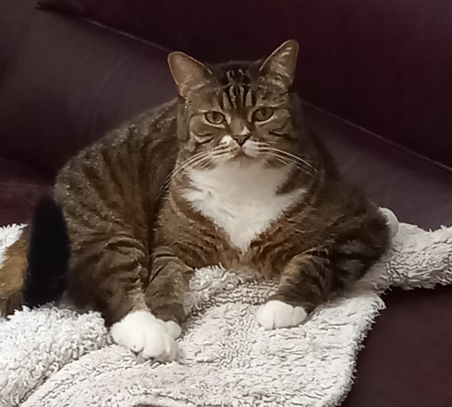 Котовторниковское