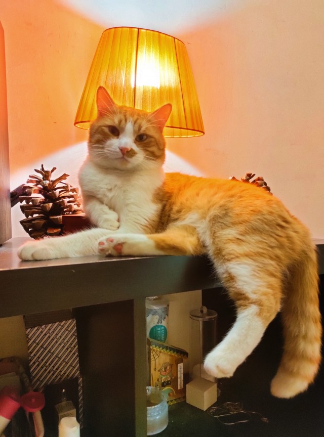 Вариант кота с лампой