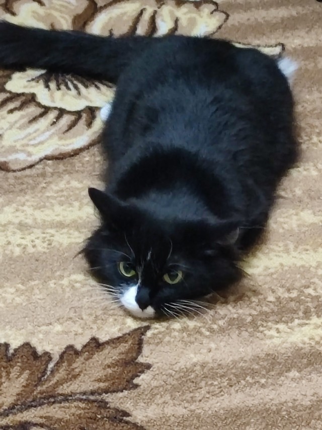 К котовторнику