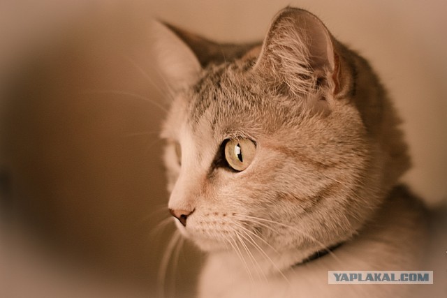 Котовторник  19.03.2013