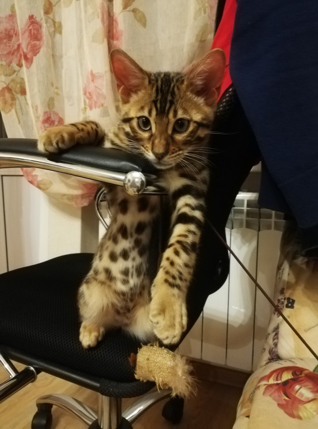 Пожалуй, лучше и не скажешь