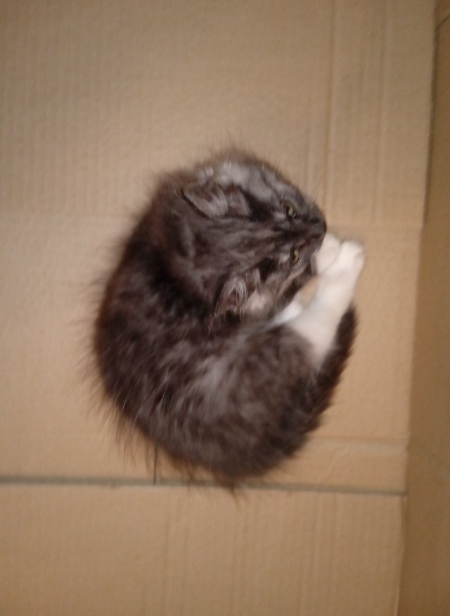 Подарок новоподселенцу