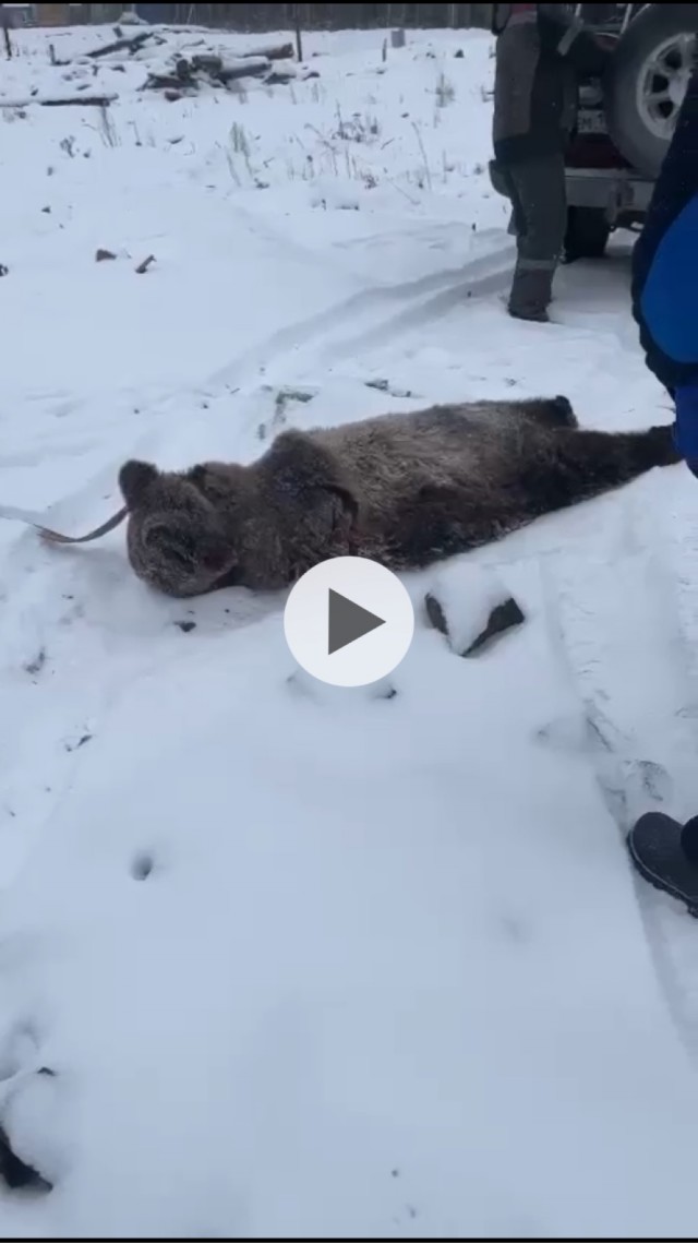 Пострадавшие от нападения медведя живы