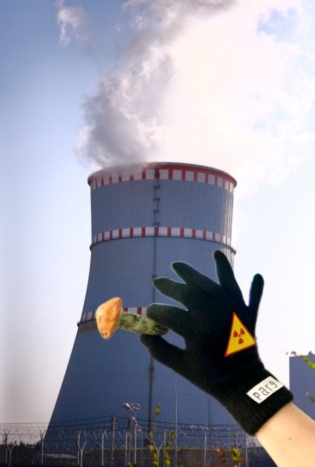 Можно ли собирать грибы возле атомной станции?