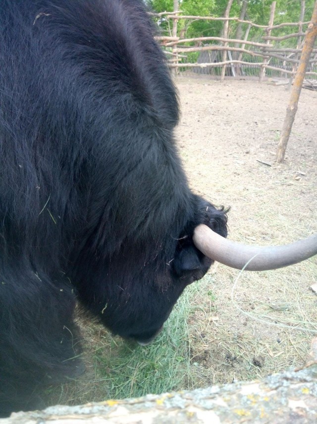 Веселая ферма: о Дизеле и его перевозке