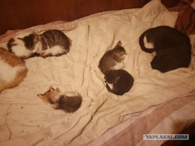 Жизнь домашнего приюта для котеек 514