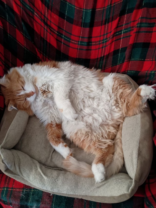 Котэ, совэ и все-все-все