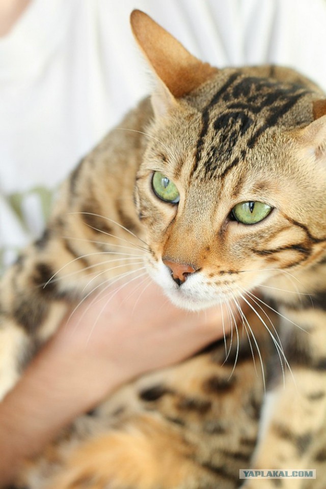 О бенгальских котах на наглядном примере