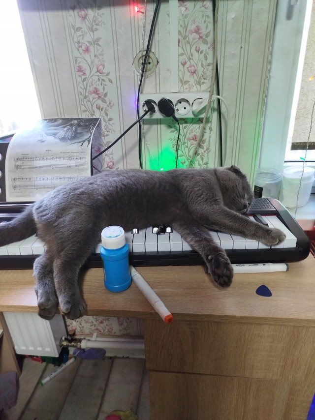Спящий кот