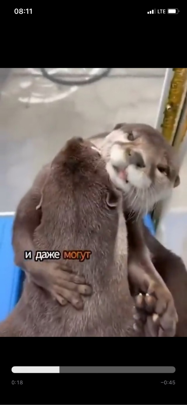Выдрыхнительное