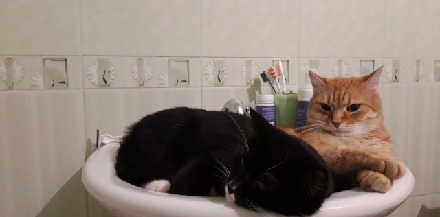 Котовторник