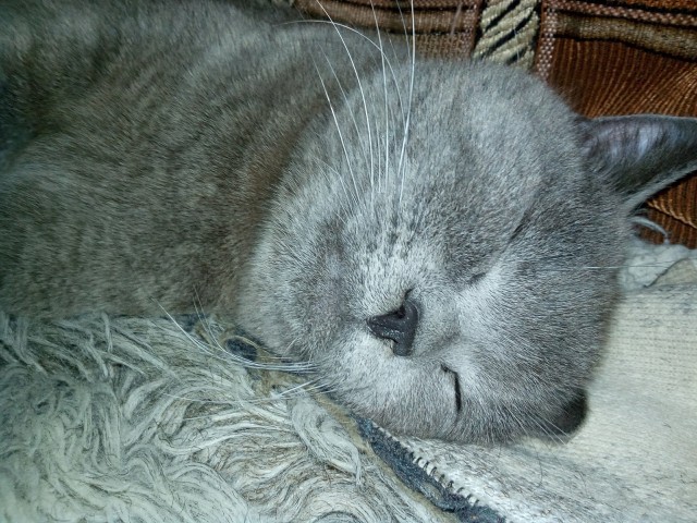 Спящих котеек тред