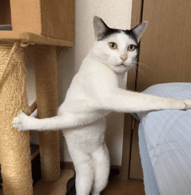 Чутка кошек