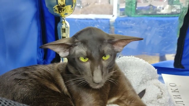 Ориентальный кот