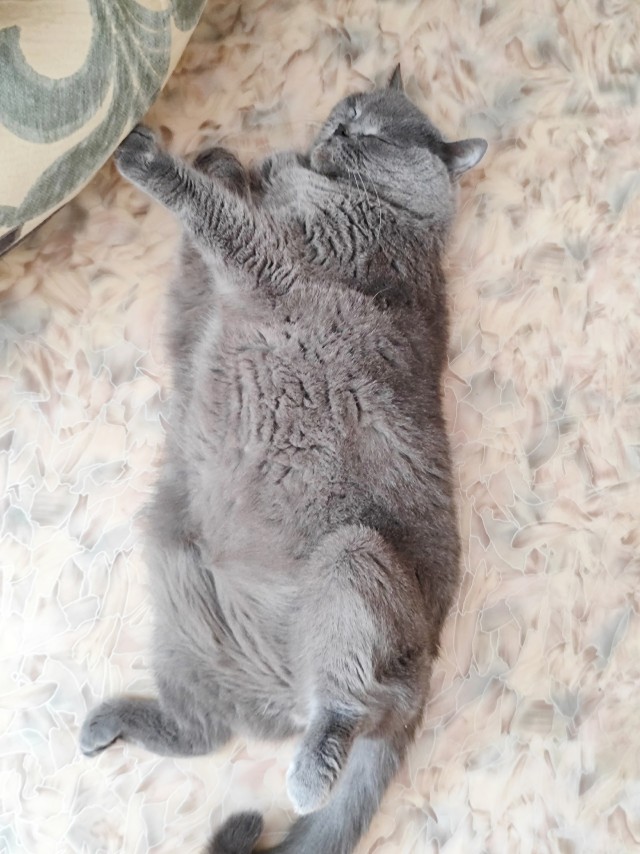 С котовторником!