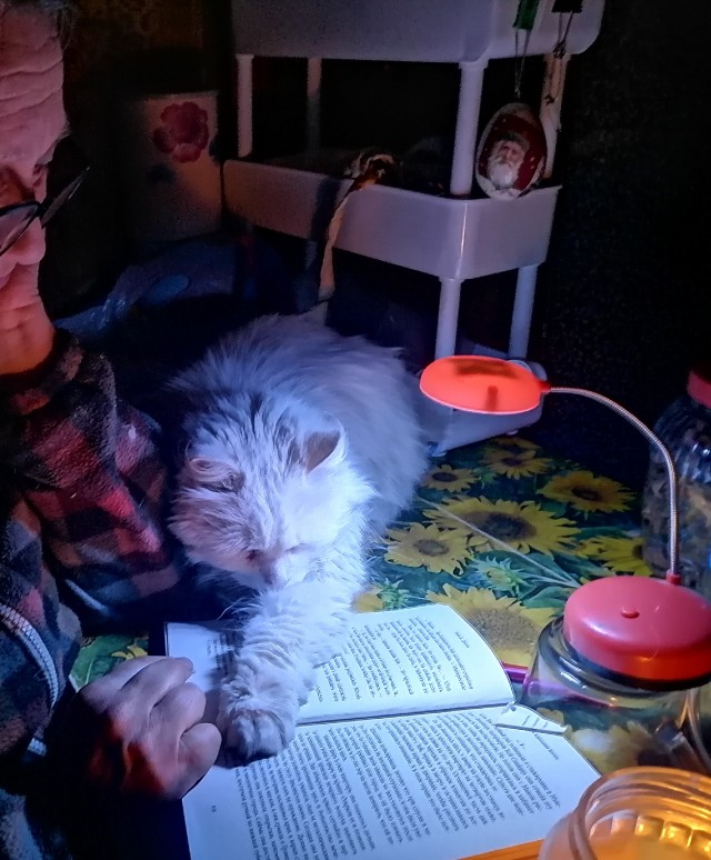 Котовторник
