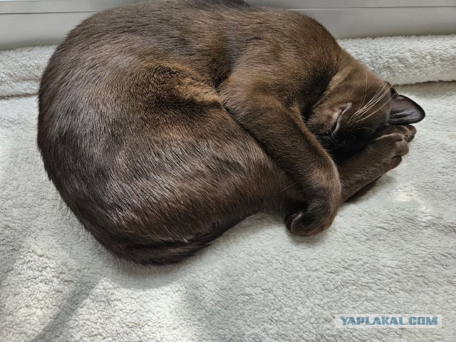 Ребенок хочет кошку