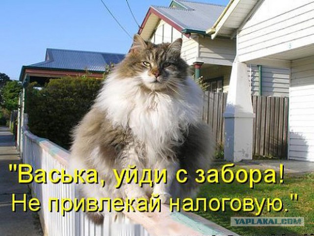 Котовторник  25.03.2014