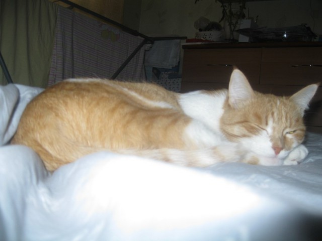 Котовторник 01.04.2014