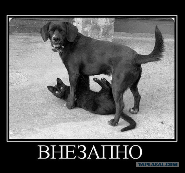 Картинки