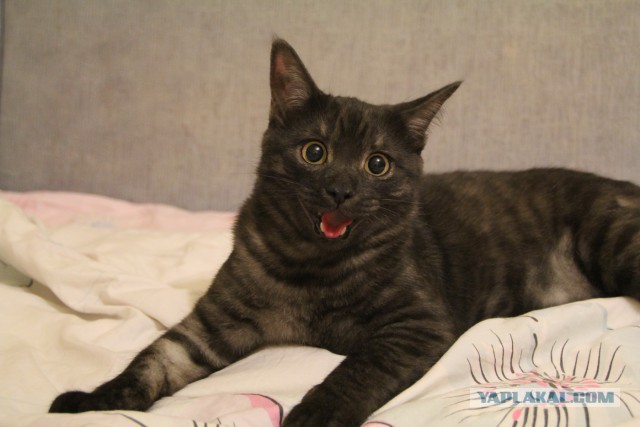 Котовторник 20.01.2015