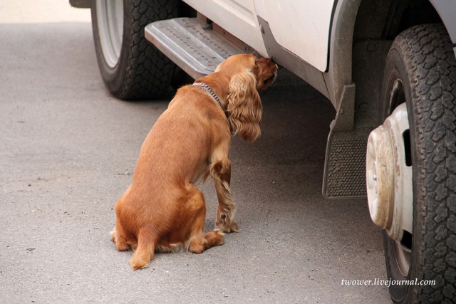 Центр кинологической службы Упр-ния на транспорте