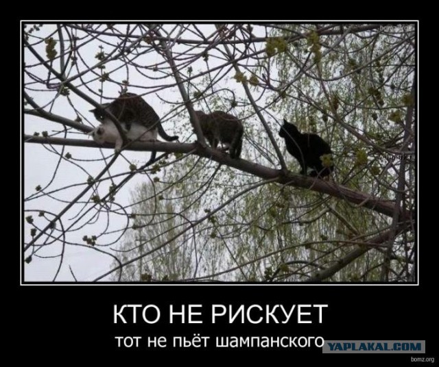 Веселости из сети