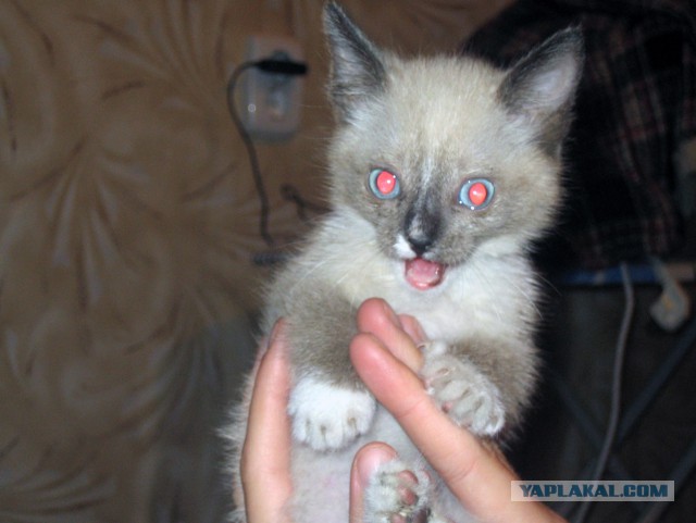 Котовторник 25.08.2015