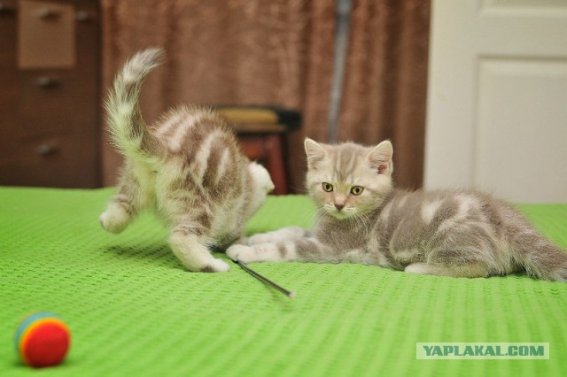 Котовторник 19.01.2016